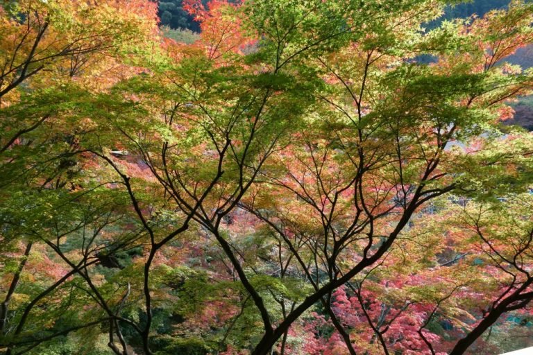 Viajar a Japón