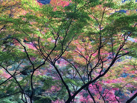 Otoño en Japón