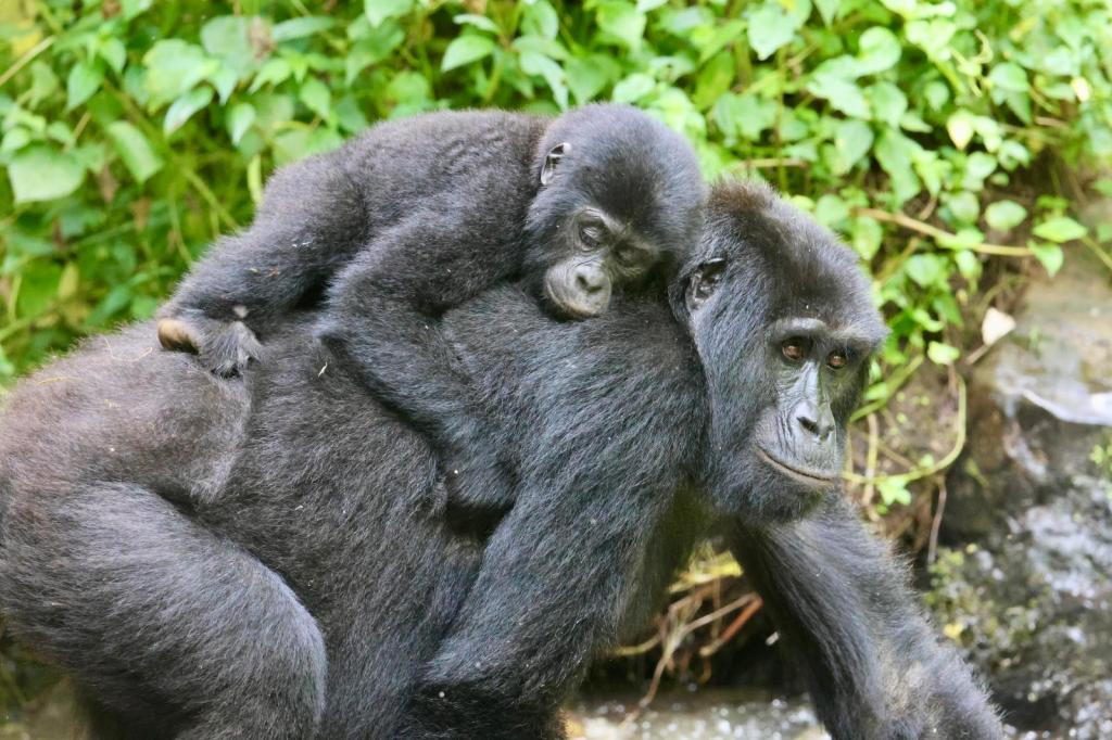 Gorila con su madre en Bwindi