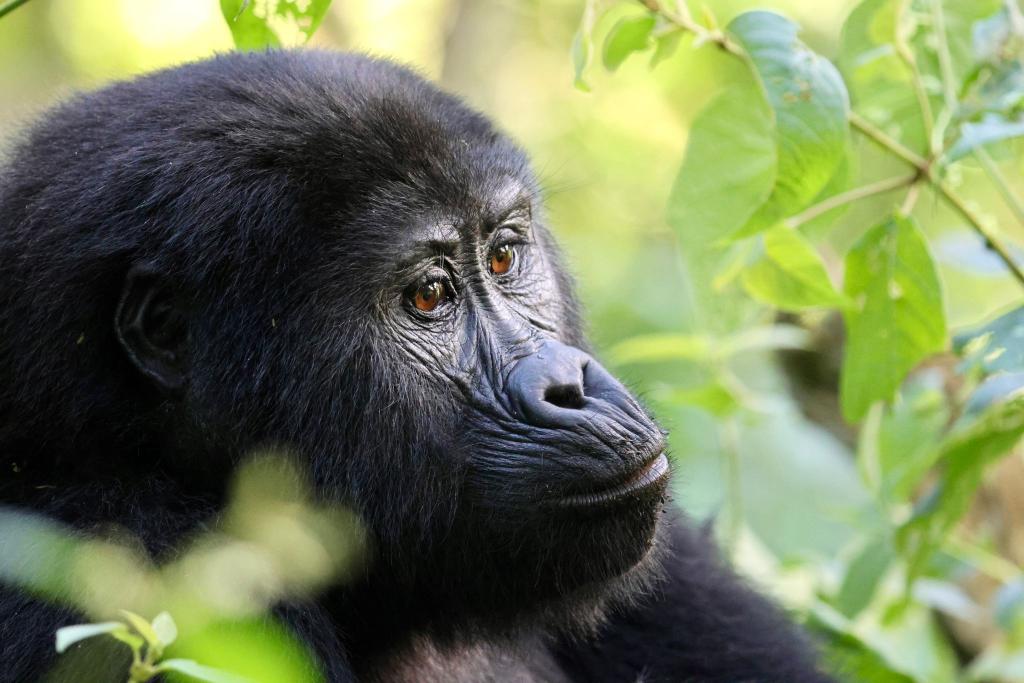 Gorila en Bwindi