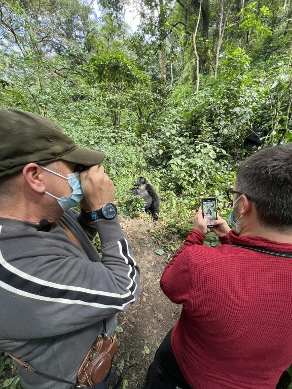 Hombres fotografiando gorilas