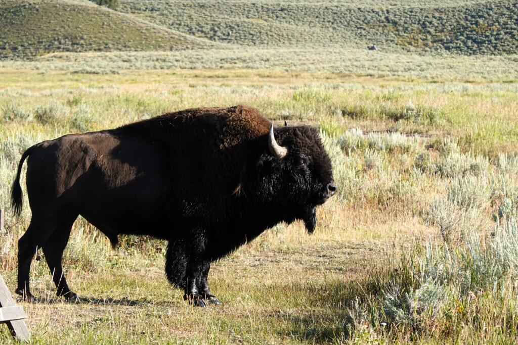 Bisonte en Yellowstone