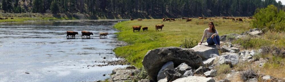 Vacas cruzando el río Bitterroot cerca de la Carretera US 93