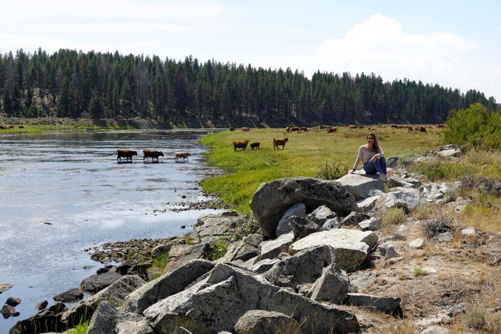 Vacas cruzando el río Bitterroot cerca de la Carretera US 93