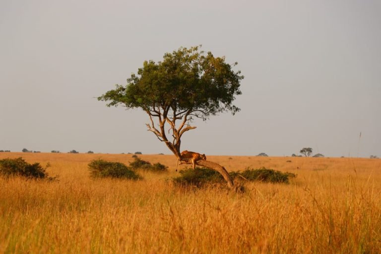 Leona descansando sobre un tronco en la sabana de Uganda