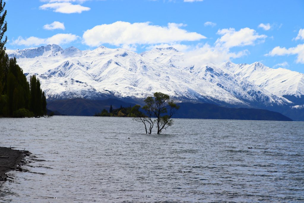 Árbol Wanaka