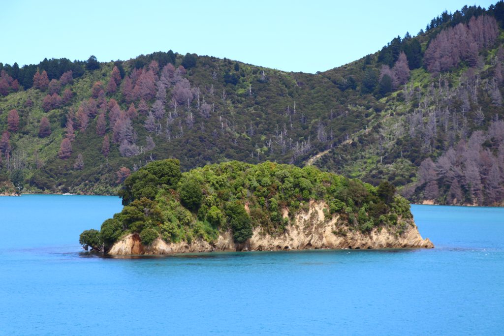 Fiordo Picton