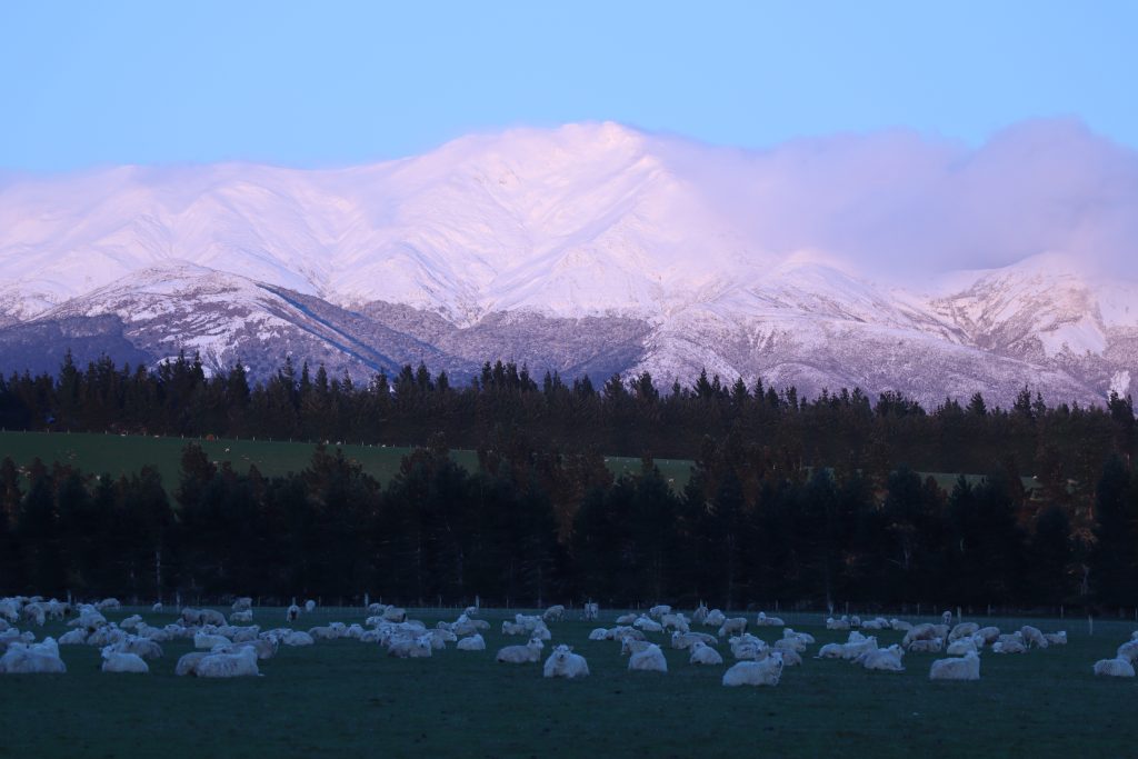 Ovejas en NZ