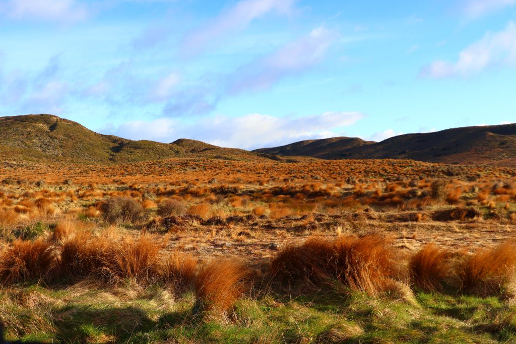 Paisaje ocre en NZ