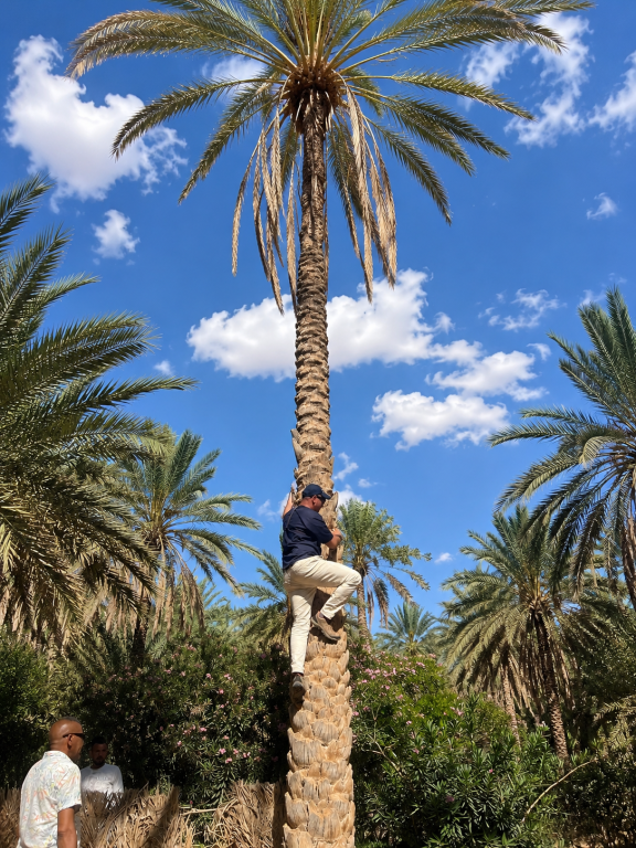 Persona subiendo a una palmera en el palmeral de Tozeur en Túnez